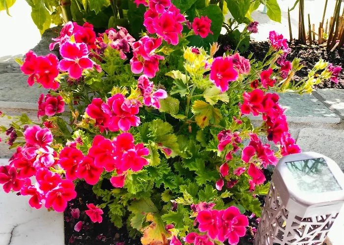 Kali Sunnyside Up Holiday home *